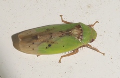 Ponana