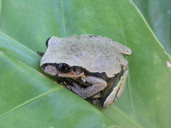 Mourning Tree Frog photo 4