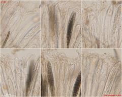 Geoglossum umbratile