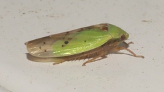 Ponana