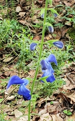Salvia patens
