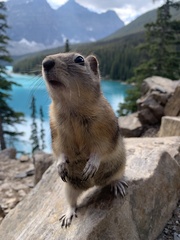 Callospermophilus lateralis