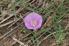 Ipomoea madrensis