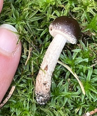 Cyclocybe erebia
