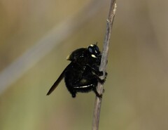 Mallophora leschenaulti