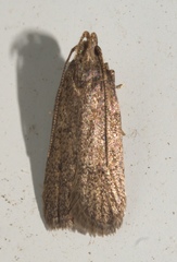 Glyphidocera juniperella