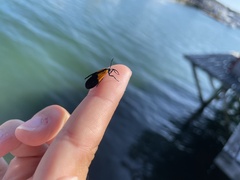 Lycomorpha pholus