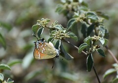 Callophrys gryneus