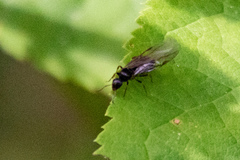 Formicinae