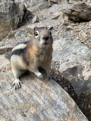 Callospermophilus lateralis