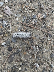 Lophocampa caryae