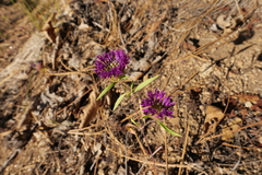 Monardella breweri lanceolata
