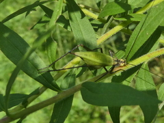 Oecanthus nigricornis