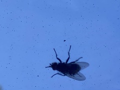 Calliphora vicina