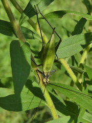 Oecanthus nigricornis