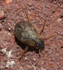 Berosus pantherinus