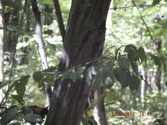 Carpinus caroliniana