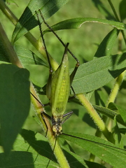 Oecanthus nigricornis