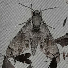 Manduca florestan