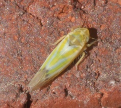 Erythridula