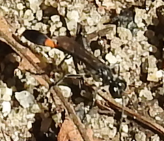Ammophila