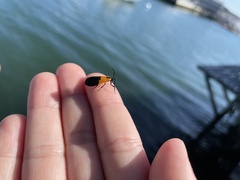 Lycomorpha pholus