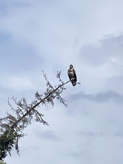 Haliaeetus