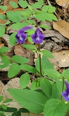 Scutellaria dumetorum