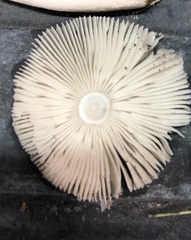 Pluteus longistriatus