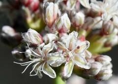 Eriogonum elatum