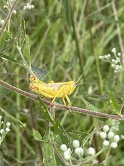 Orthoptera