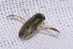 Corixini