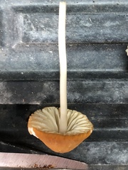 Marasmius vagus