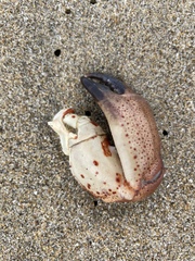 Romaleon antennarium