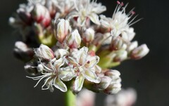 Eriogonum elatum