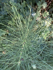 Equisetum