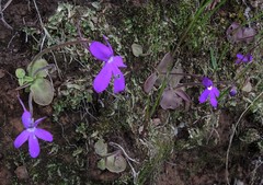 Pinguicula oblongiloba