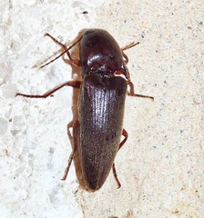 Diplostethus