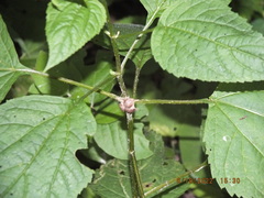 Neolasioptera farinosa