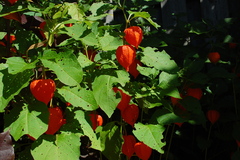 Alkekengi officinarum