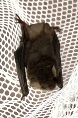 Myotis austroriparius