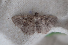 Rhoptria asperaria