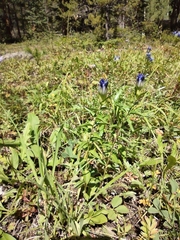 Gentiana parryi