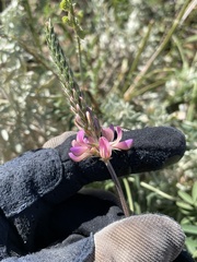 Onobrychis viciifolia