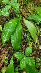 Clintonia uniflora