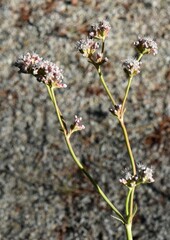 Eriogonum elatum