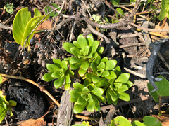 Lysimachia mauritiana