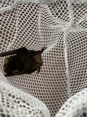Myotis austroriparius