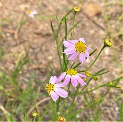 Coreopsis rosea