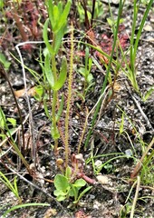 Drosera filiformis